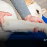 Dolor en las articulaciones: cómo notar los primeros signos en su perro