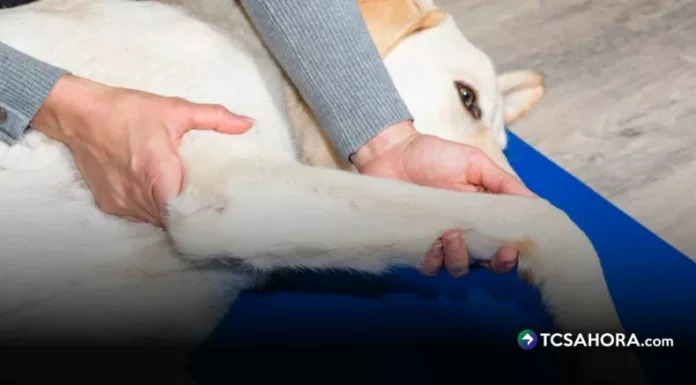 Aunque parezcan pequeños, los cambios en la movilidad de su perro pueden ser señales de dolor en las articulaciones, un problema que no se debe ignorar.