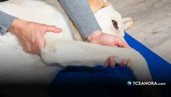 Dolor en las articulaciones cómo notar los primeros signos en su perro Aunque parezcan pequeños, los cambios en la movilidad de su perro pueden ser señales de dolor en las articulaciones, un problema que no se debe ignorar.