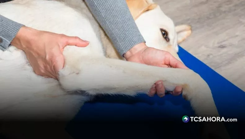 Dolor en las articulaciones: cómo notar los primeros signos en su perro