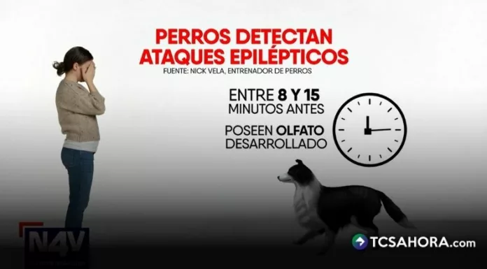 Los expertos destacan que los perros que son entrenados pueden detectar cuando una persona sufrirá una convulsión.