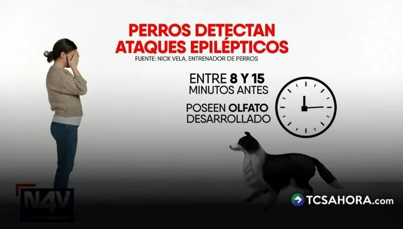 ¿Pueden los perros detectar cuando una persona sufrirá una convulsión?