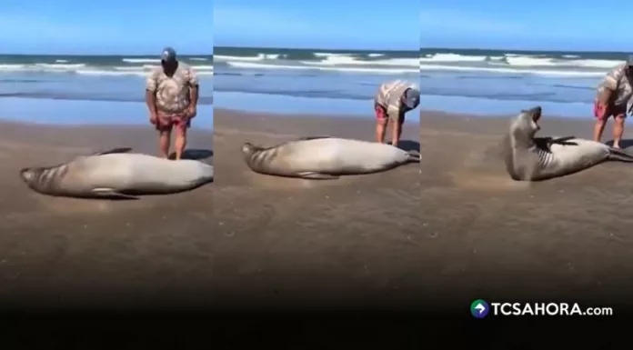 Un turista generó un momento de tensión en una playa de Argentina, al acercarse varias veces a un lobo marino que descansaba en la arena.