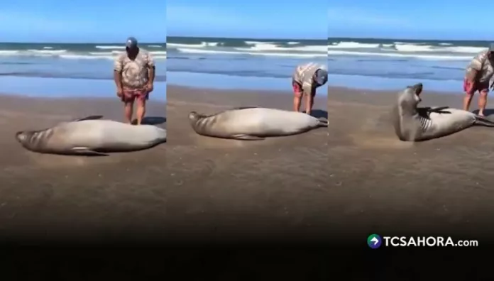 Turista protagoniza incidente con un lobo marino en playa de Argentina Un turista generó un momento de tensión en una playa de Argentina, al acercarse varias veces a un lobo marino que descansaba en la arena.