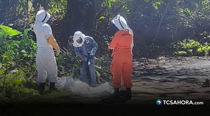 Un adulto mayor falleció luego de un ataque de un enjambre de abejas ocurrido en el cantón Platanillos, en el distrito de Quezaltepeque, La Libertad Norte.