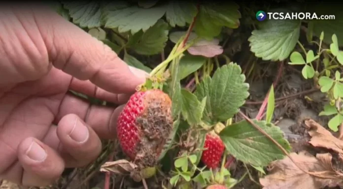 Agricultores del cantón Las Pilas en Chalatenango reportan daños en los cultivos debido a las bajas temperaturas que se registran en el país.