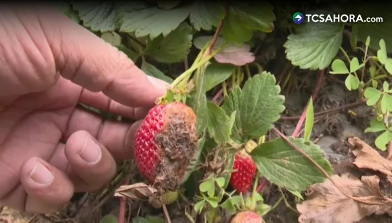 Bajas temperaturas causan daños en cultivos
