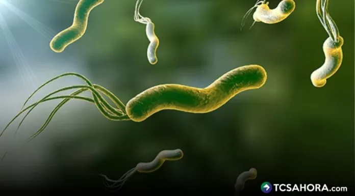 Oncólogos advierten que entre 95 % y 99 % del cáncer de estómago es por la bacteria Helicobacter pylori, que suele encontrarse en curtidos.
