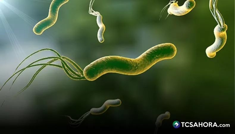 Helicobacter pylori provoca en casi el 99 % el cáncer de estómago