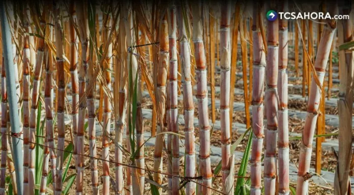 Según los productores, desde hace tres años la reducción de terrenos para cultivar la caña de azúcar ha sido más evidente.