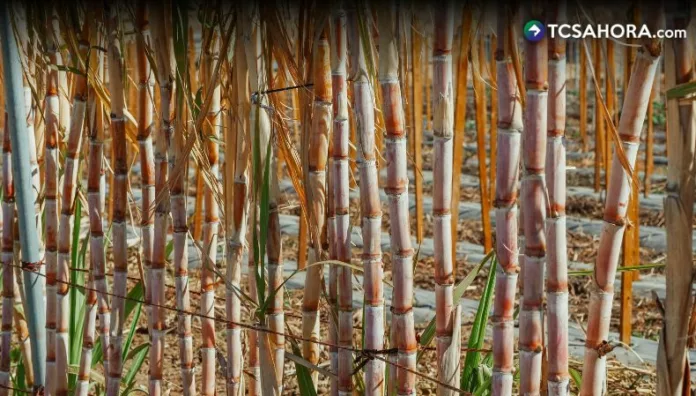 Productores de caña de azúcar confirman que terrenos se han reducido Según los productores, desde hace tres años la reducción de terrenos para cultivar la caña de azúcar ha sido más evidente.