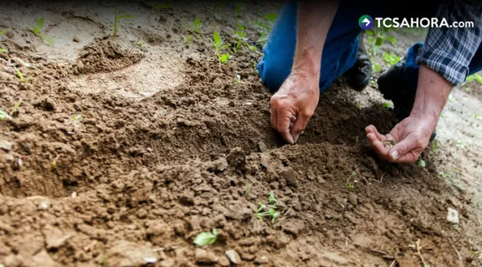 La época seca puede convertirse en una oportunidad para diversificar la siembra y aprovechar el clima cálido.