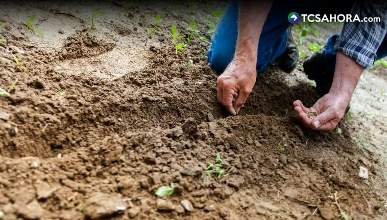 La época seca también es ideal para el huerto urbano