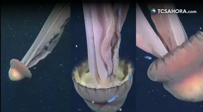 Durante una exploración marina, científicos argentinos se encontraron con una medusa fantasma gigante del tamaño de un autobús escolar.