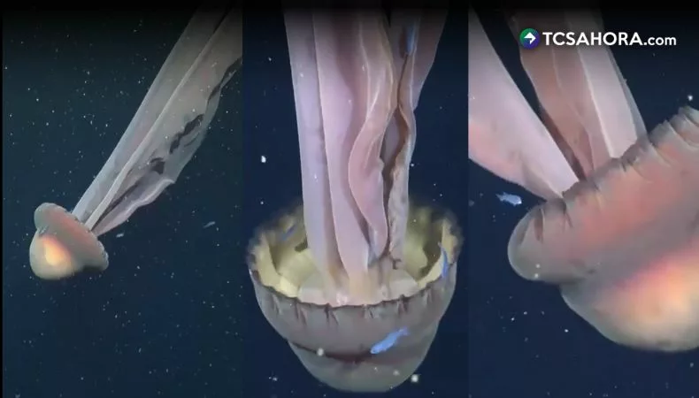 Una medusa fantasma del tamaño de un autobús sorprende a científicos