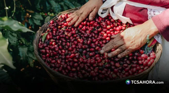 Las cosechas de café en El Salvador comenzaron el ciclo 2025-2026 con un repunte, aunque persisten los riesgos debido a las condiciones climáticas.