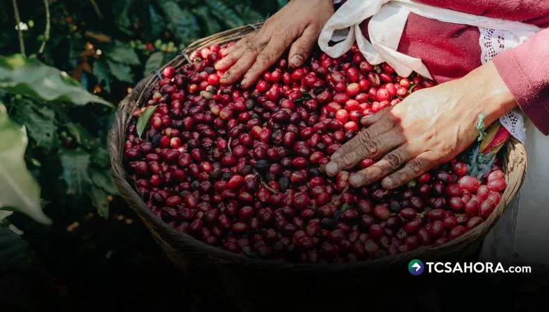 Producción de café crece, pero el clima sigue generando incertidumbre