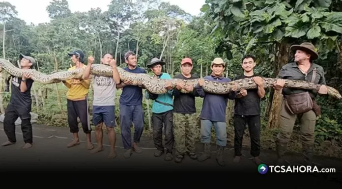 En la isla de Sulawesi, Indonesia, expertos rescataron a la pitón reticulada más larga del mundo, Ibu Baron, que mide 7.22 metros y pesa 96.5 kilogramos.