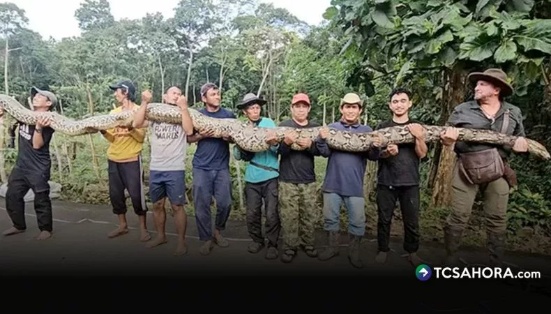 La pitón reticulada más larga del planeta despierta asombro en Indonesia