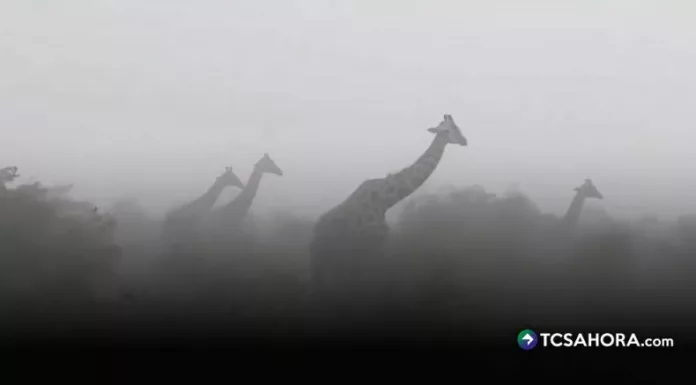 Un video muestra a cuatro jirafas soportando la lluvia y el viento en Kenia, sorprendiendo por su fuerza y resistencia ante condiciones extremas.