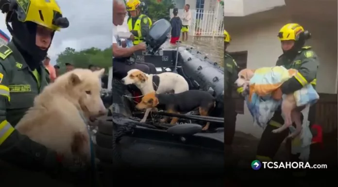 Las fuertes lluvias en el norte de Colombia obligaron a autoridades y voluntarios a rescatar a cientos de mascotas atrapadas por las inundaciones.