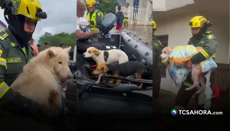 Rescatan a cientos de mascotas tras severas inundaciones en Colombia