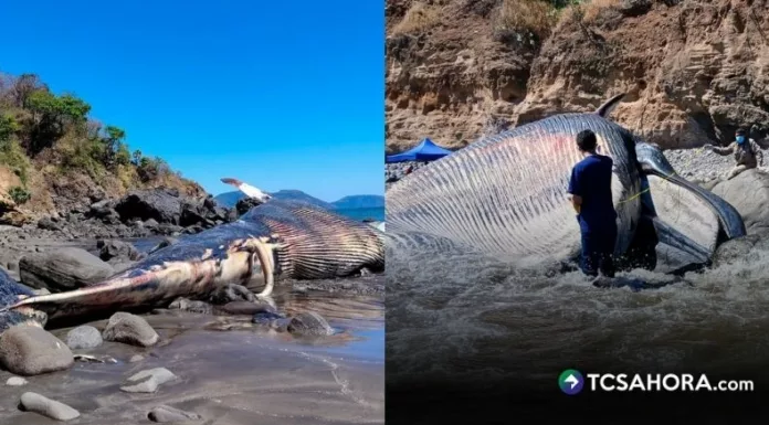Las autoridades del Ministerio de Medio Ambiente esperan el ascenso de la marea para movilizar el cuerpo de la ballena.