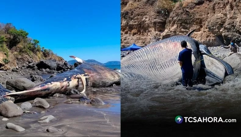 Una ballena fue encontrada varada en las costas salvadoreñas