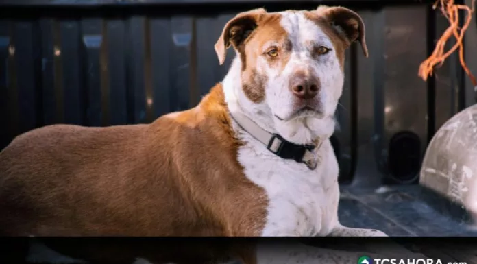 Un perro brinda compañía, protección y bienestar. Pero, también implica responsabilidad legal que muchos propietarios desconocen.