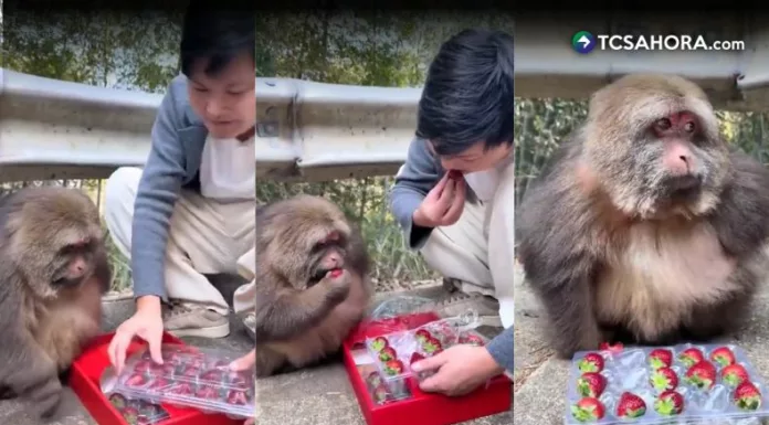 Desde un templo en China, Xinxing volvió a captar miradas al aparecer comiendo fresas. La macaca, que perdió un brazo, destaca por su resiliencia.