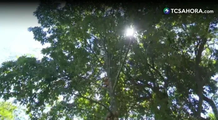 En El Salvador existen más de 100 especies de árboles amenazadas, entre ellas el mangle blanco, el corte blanco, el corte negro y el amate.