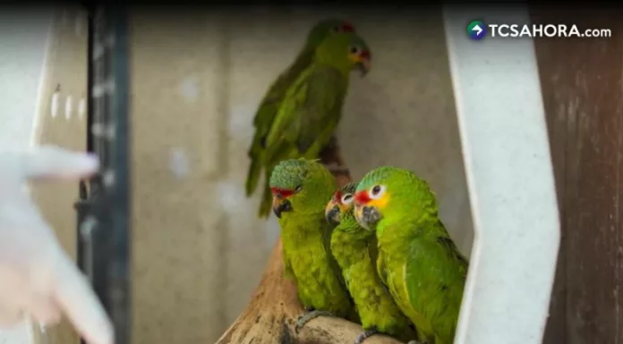 Más de 36 especies de animales fueron rescatados por el Ministerio de Medio Ambiente y la Policía Nacional Civil en enero de este año.