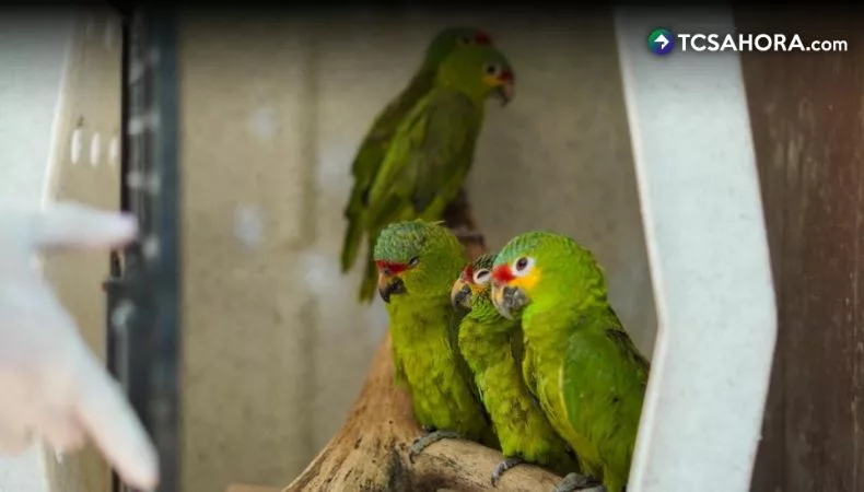 Cuidados esenciales que deben recibir los animales rescatados