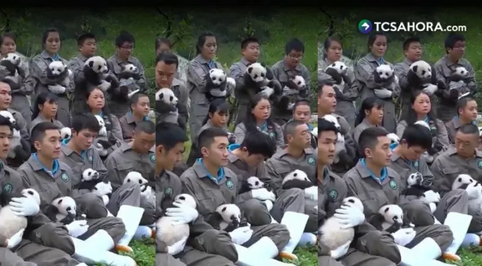 Treinta cachorros de panda gigante nacidos en 2025 protagonizaron su primera presentación pública en la provincia de Sichuan, China.