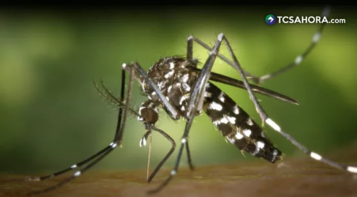 Solo en 2025, los países de la región notificaron 313,132 casos de chikungunya y 170 fallecimientos, de acuerdo con cifras de la OPS.