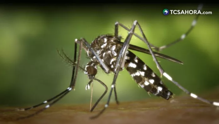 Solo en 2025, los países de la región notificaron 313,132 casos de chikungunya y 170 fallecimientos, de acuerdo con cifras de la OPS.