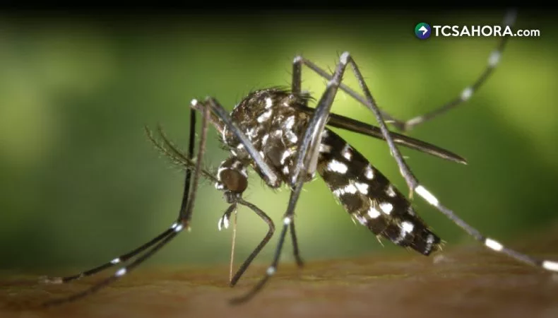 OPS emite alerta por aumento de casos de chikungunya en las Américas