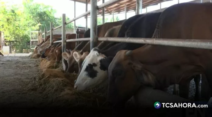 En el cantón Zamorano en el Bajo Lempa, los ganaderos se mantienen vigilantes ante la amenaza de nuevos casos de gusano barrenador.