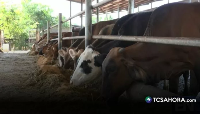 MAG amplía emergencia zoosanitaria por gusano barrenador En el cantón Zamorano en el Bajo Lempa, los ganaderos se mantienen vigilantes ante la amenaza de nuevos casos de gusano barrenador.