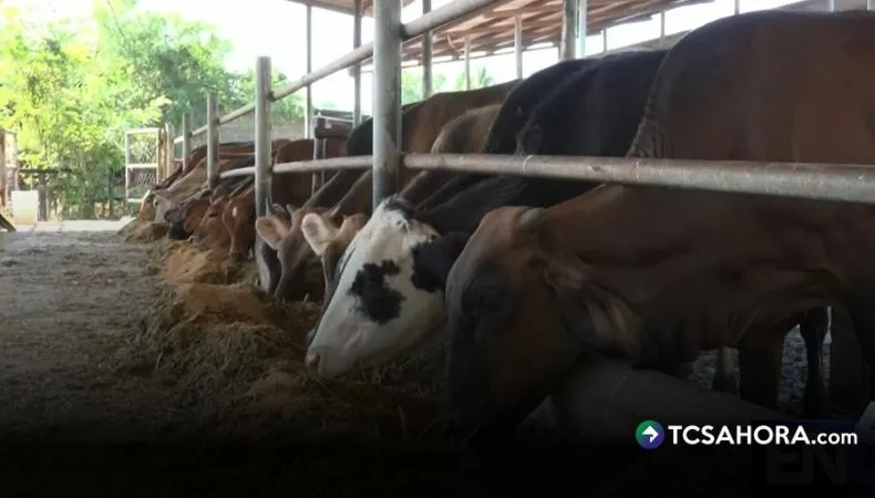 MAG amplía emergencia zoosanitaria por gusano barrenador