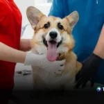 Fundación Alma Corazón impulsa campaña de esterilización en El Guaje