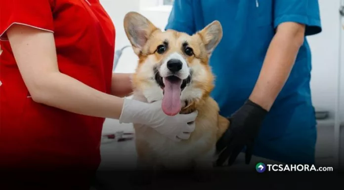 La Fundación Alma Corazón llevó su primera jornada de esterilización al cantón El Guaje, en San Salvador, para atender a perros en situación de abandono.