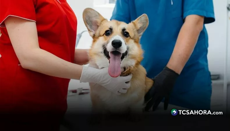 Fundación Alma Corazón impulsa campaña de esterilización en El Guaje