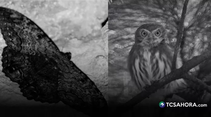 La papalota negra y el canto de la aurora siempre se han visto como presagios de muerte, pero la ciencia revela algo mucho más sorprendente.