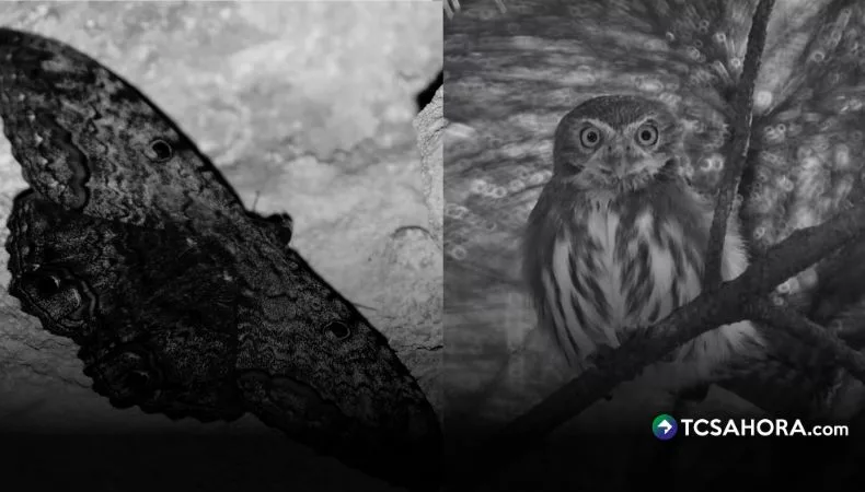 Lo que ocultan la papalota negra y la aurora más allá de los mitos