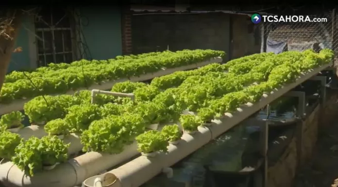 La acuaponía se consolida como una alternativa sostenible que integra la producción de peces y hortalizas en un mismo circuito.