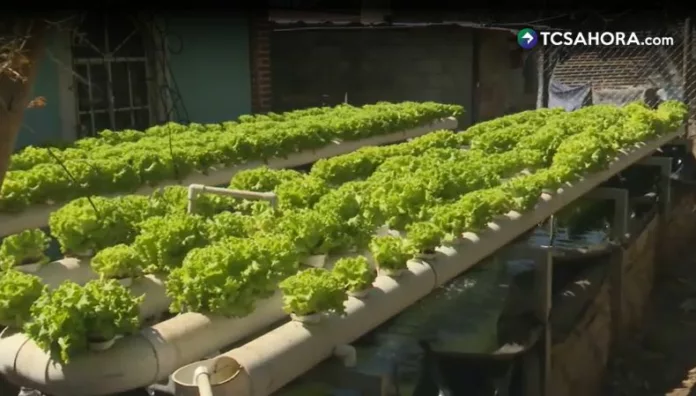 La acuaponía revoluciona la producción de alimentos en Sonsonate La acuaponía se consolida como una alternativa sostenible que integra la producción de peces y hortalizas en un mismo circuito.