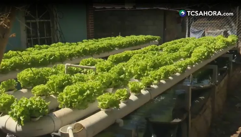 La acuaponía revoluciona la producción de alimentos en Sonsonate