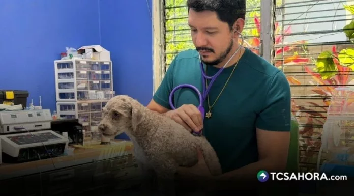 Según el veterinario Alejandro Torres, con una prótesis los animales pueden tener un mejor apoyo para movilizarse sin necesidad de tanto esfuerzo.