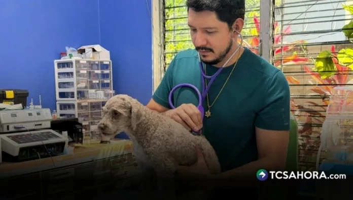 Beneficios de la rehabilitación con prótesis en animales Según el veterinario Alejandro Torres, con una prótesis los animales pueden tener un mejor apoyo para movilizarse sin necesidad de tanto esfuerzo.